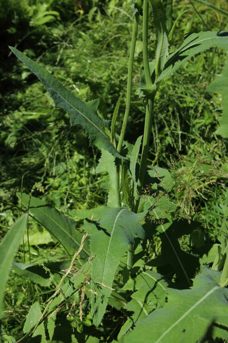 Image of Sonchus arvensis specimen.
