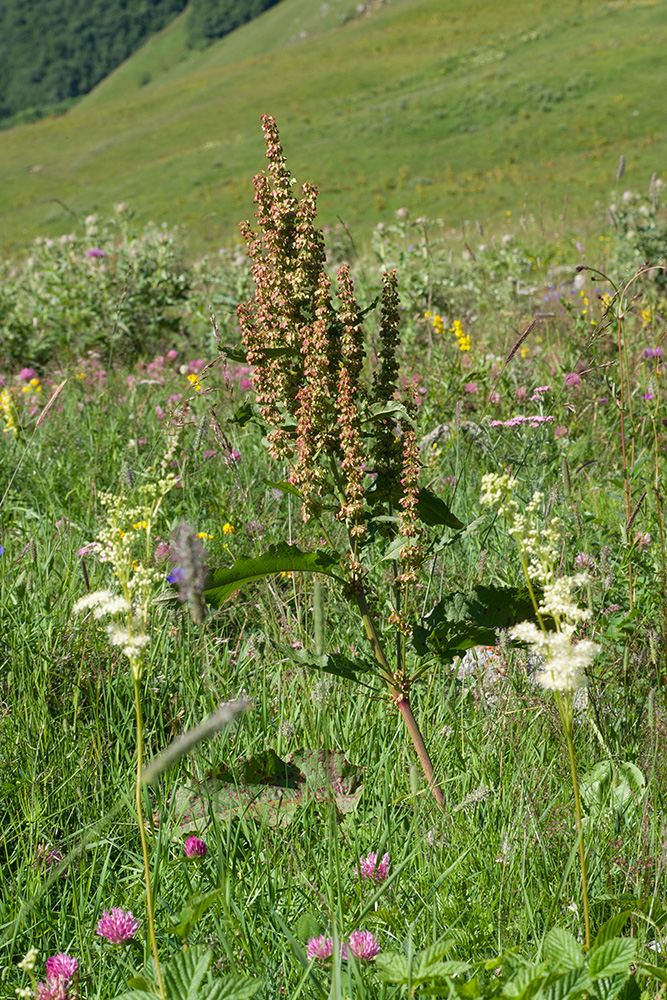Изображение особи Rumex aquaticus.