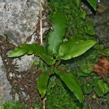 Phyllitis scolopendrium