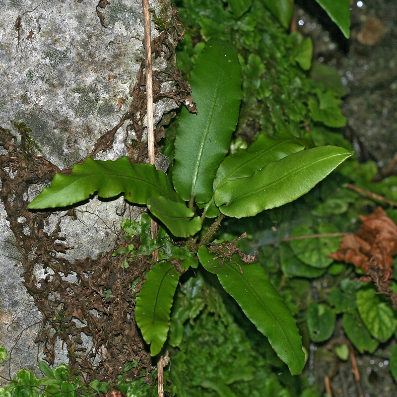 Image of Phyllitis scolopendrium specimen.