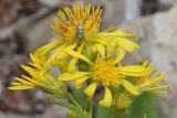 Senecio racemulifer