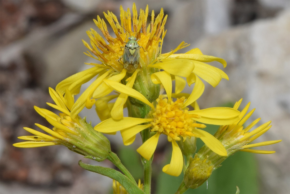 Image of Senecio racemulifer specimen.