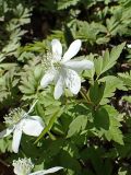 Anemone amurensis. Цветущее растение. Хабаровский край, окр. г. Комсомольск-на Амуре, дол. р. Силинка, перелесок. 07.05.2025.