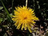 Taraxacum brassicifolium. Соцветие. Хабаровский край, окр. г. Комсомольск-на-Амуре, обочина грунтовой дороги. 19.05.2025.