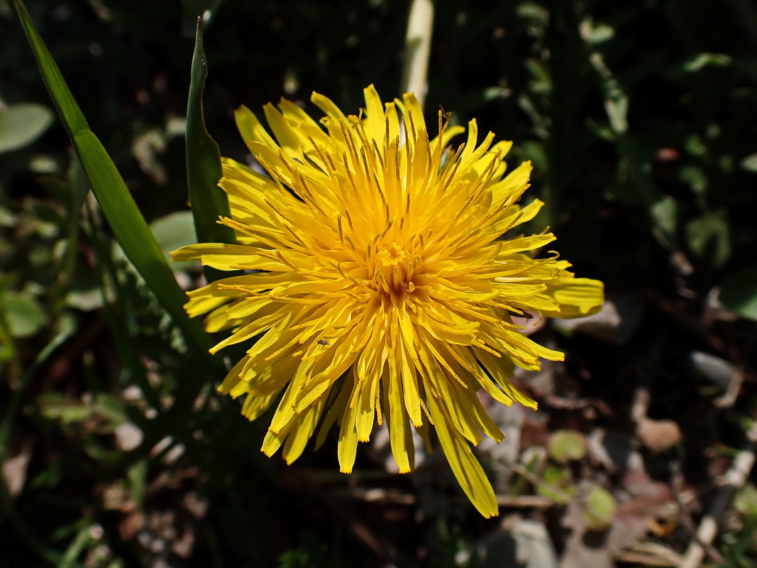 Image of Taraxacum brassicifolium specimen.