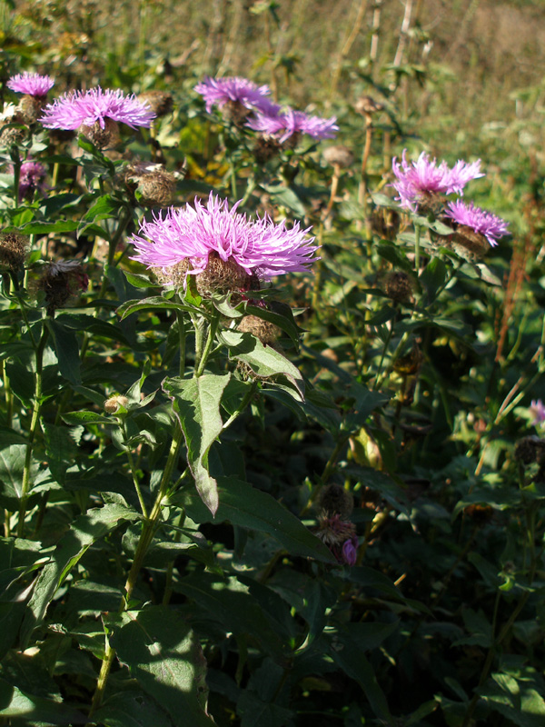 Изображение особи Centaurea alutacea.