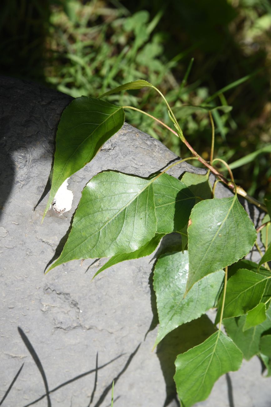 Image of genus Populus specimen.