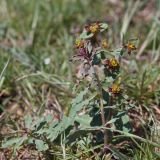 Euphorbia undulata