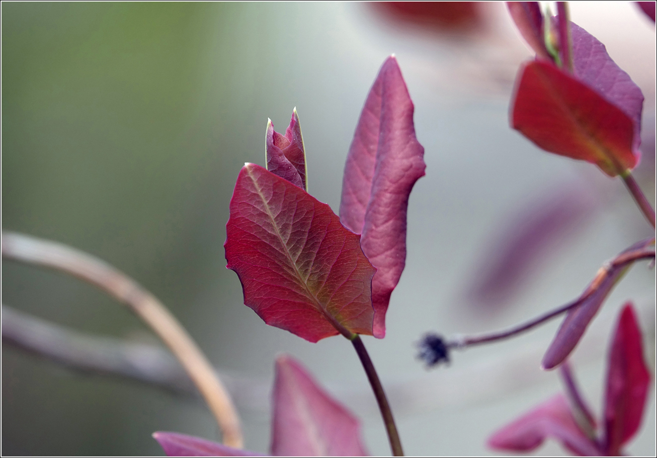 Изображение особи Lonicera dioica.