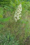 genus Yucca