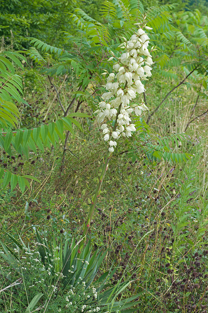 Image of Yucca filamentosa specimen.