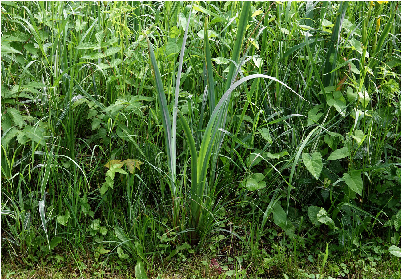 Изображение особи Iris pseudacorus.
