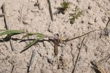 genus Silene. Нижняя часть побега и корневая система. Турция, ил Ван, 4 км на ЮВ от дер. Айдынлар, залежь. 21 мая 2025 г.