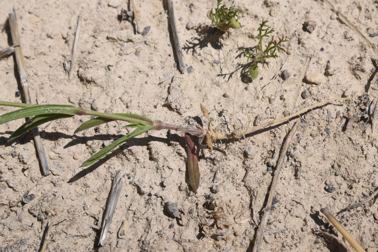 Image of genus Silene specimen.