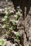 Nepeta bucharica