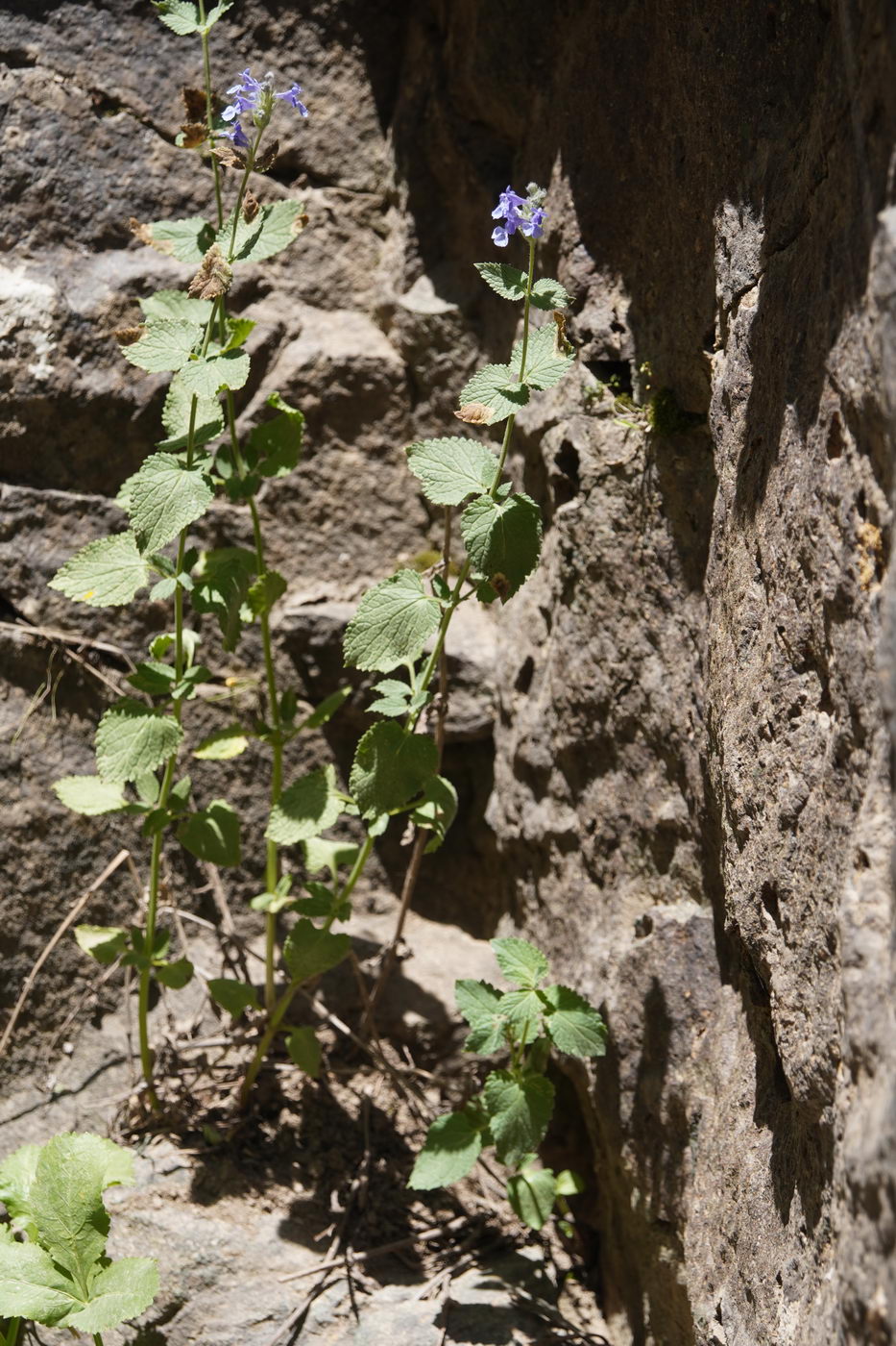Image of Nepeta bucharica specimen.