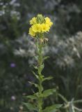 Image of taxon representative. Author is Владимир Семашко