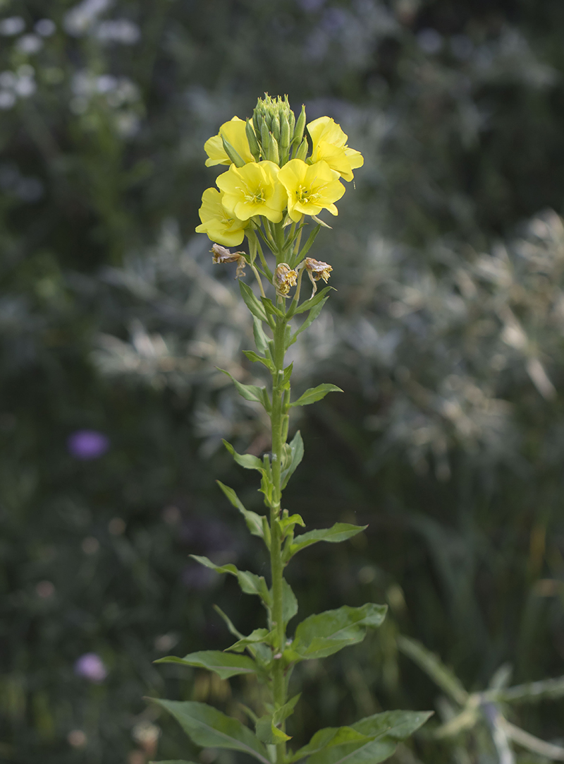 Image of Oenothera biennis specimen.