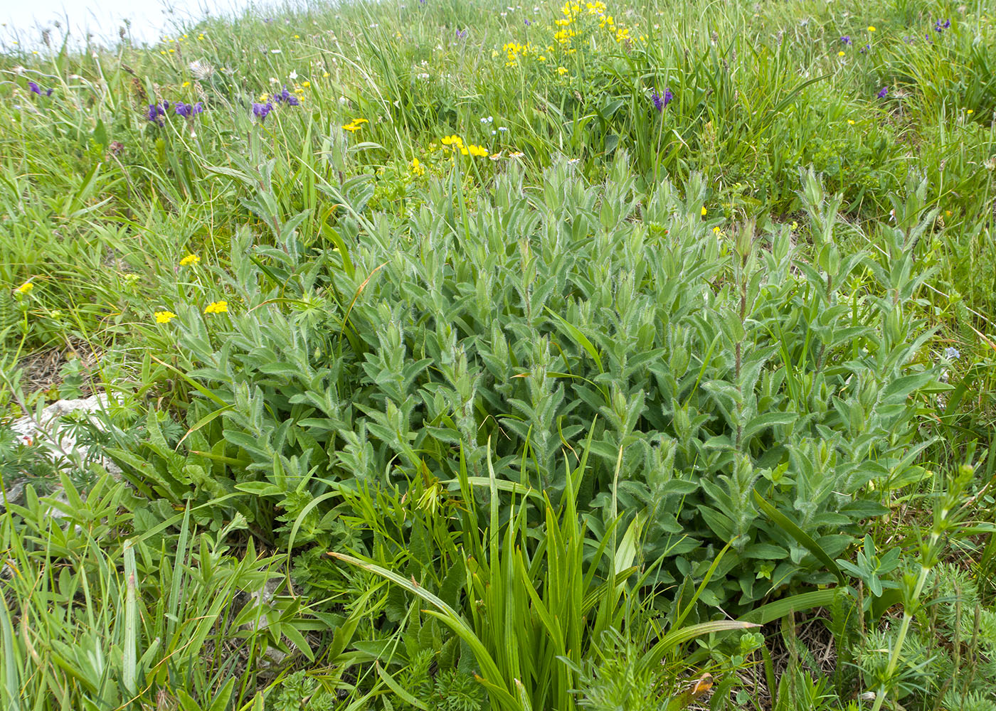 Изображение особи род Hieracium.