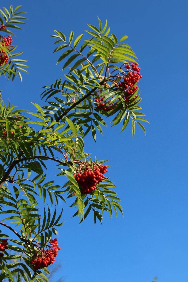 Изображение особи Sorbus commixta.