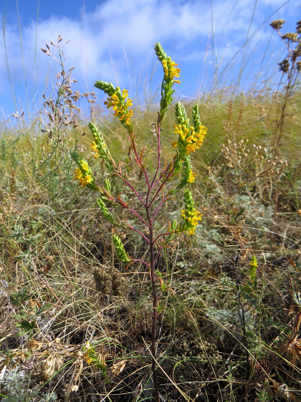 Image of Orthanthella lutea specimen.