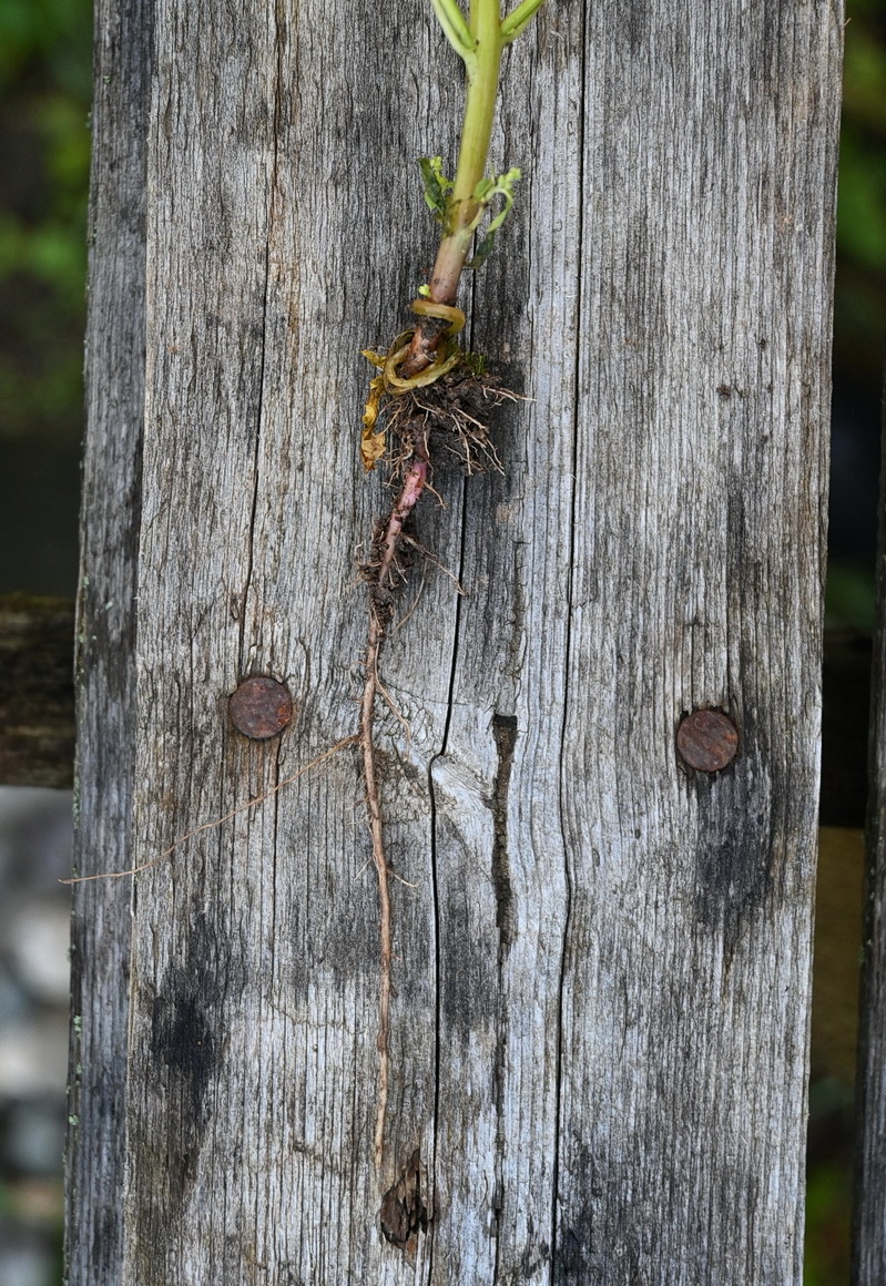 Изображение особи Lipandra polysperma.