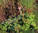 Aquilegia sibirica