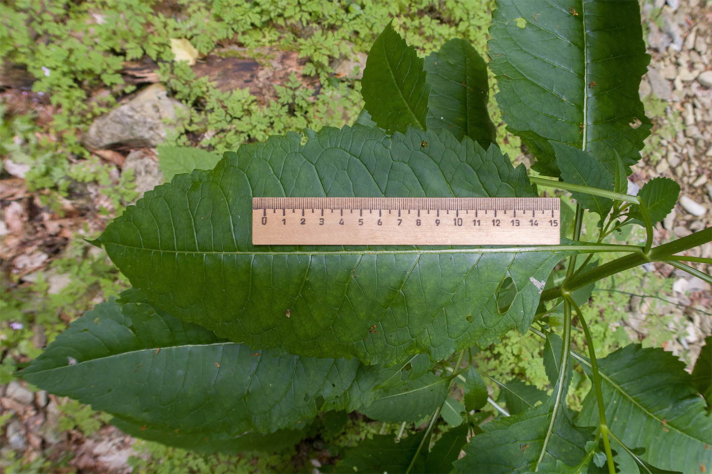 Image of Dipsacus pilosus specimen.