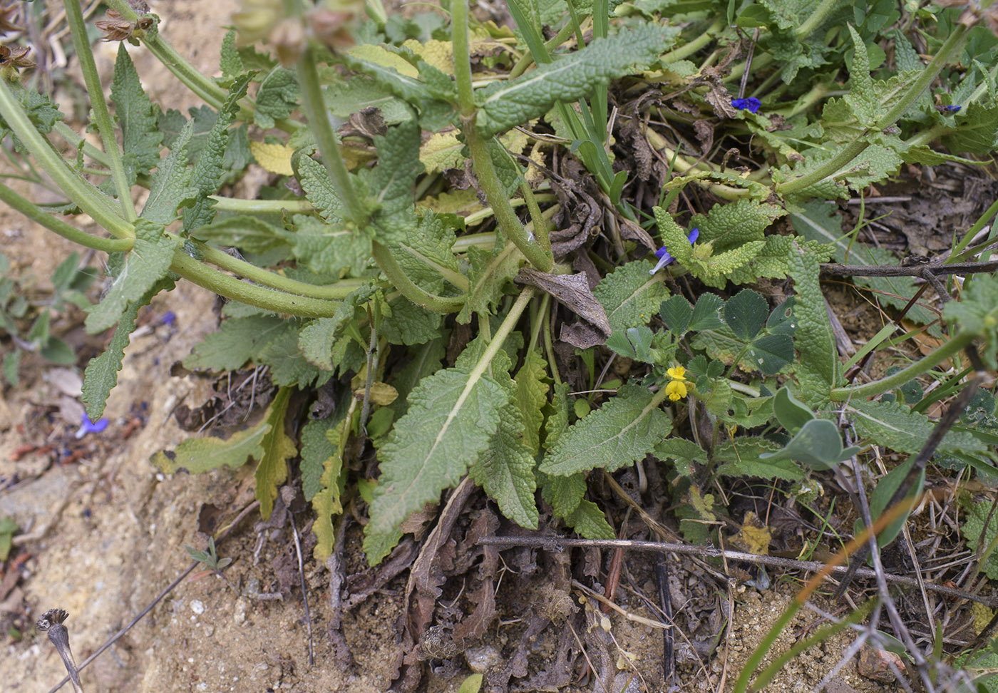 Изображение особи Salvia verbenaca.