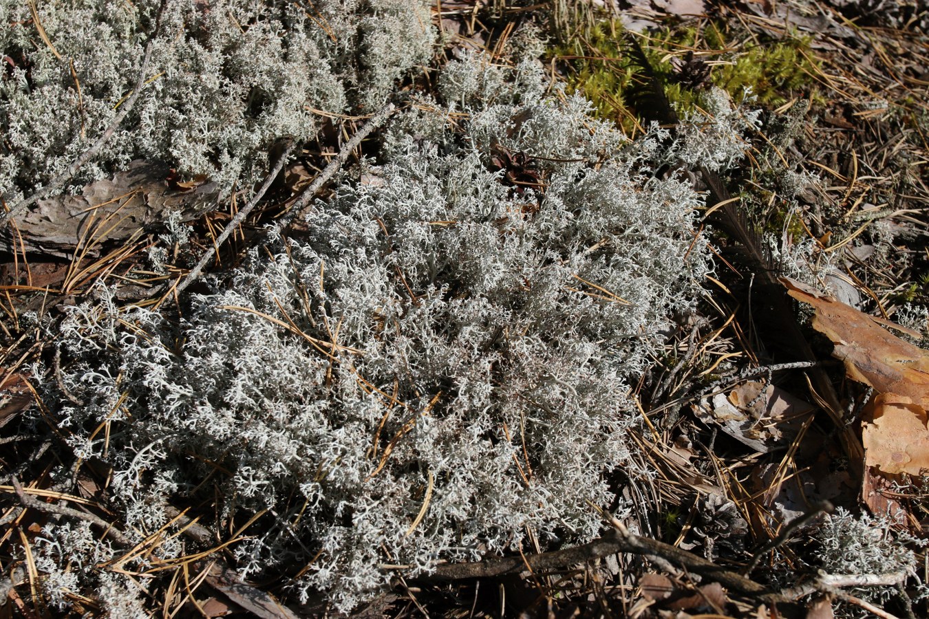 Изображение особи Cladonia rangiferina.