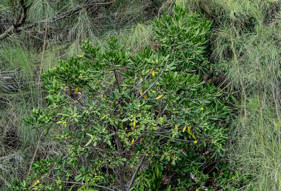 Image of Pittosporum tobira specimen.