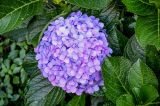 View full-size image Hydrangea macrophylla