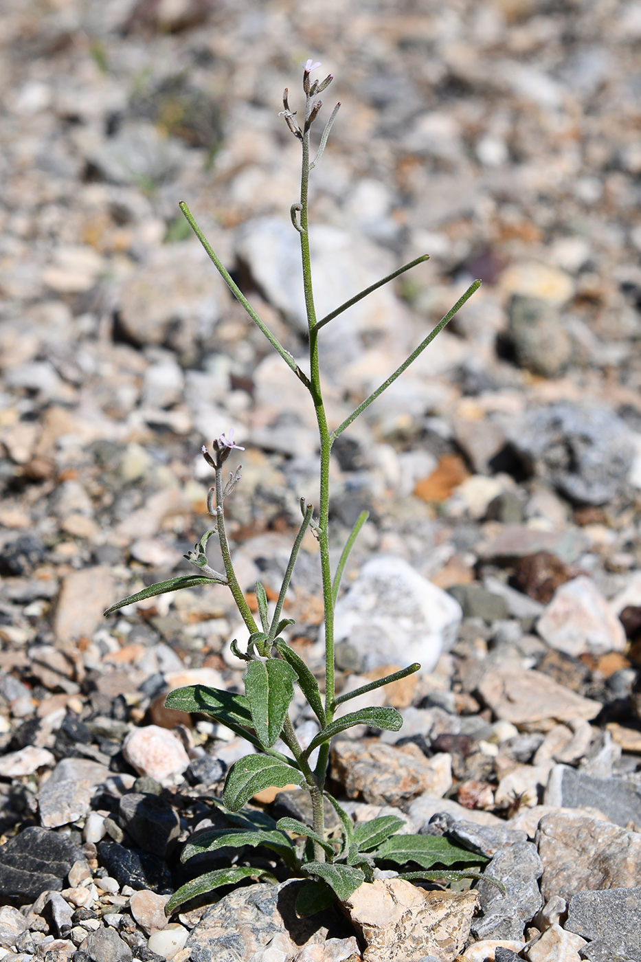 Image of genus Strigosella specimen.