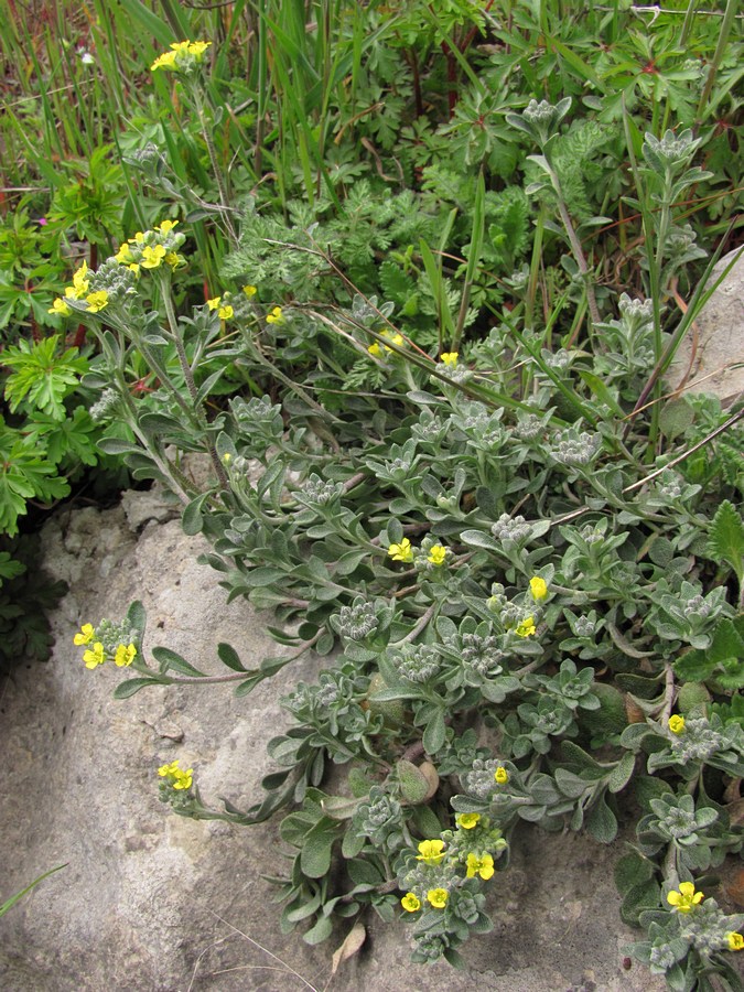 Изображение особи Alyssum calycocarpum.