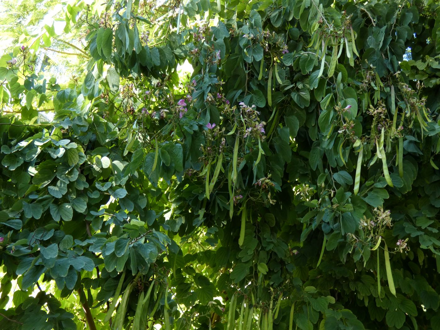 Изображение особи Bauhinia variegata.