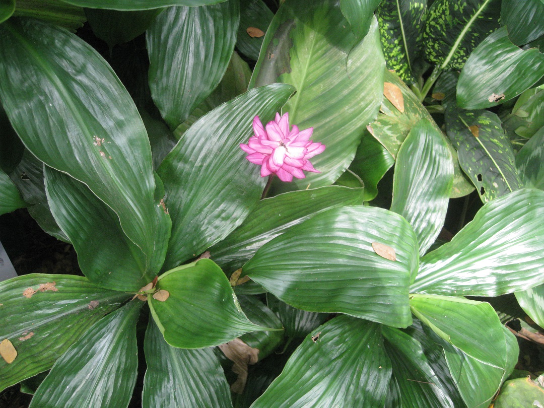 Изображение особи Неопознанный вид.