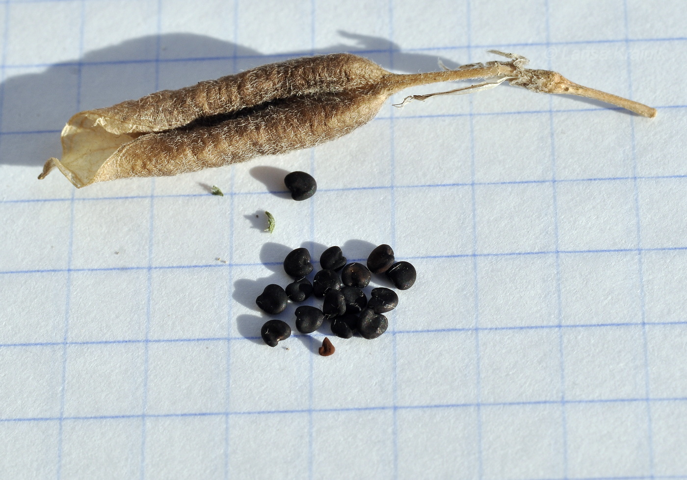 Image of Oxytropis revoluta specimen.