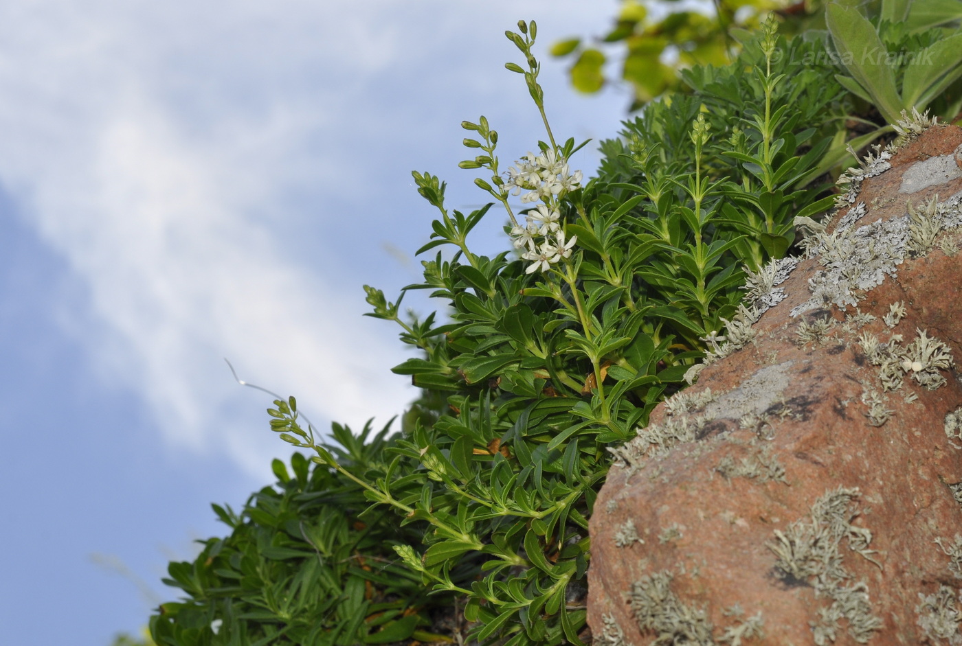 Image of Silene foliosa specimen.