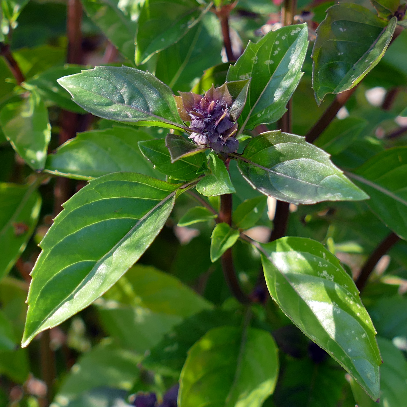 Image of Ocimum basilicum specimen.