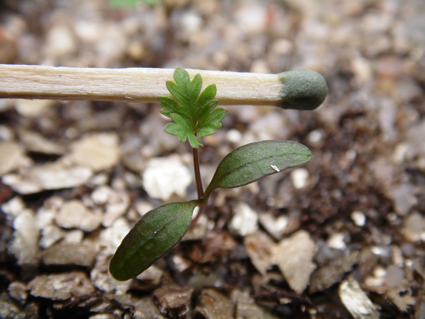 Image of Cnidium monnieri specimen.