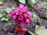 Bergenia crassifolia. ЛНР, г. Северодонецк, палисадник у многоквартирного дома, 07.04.2026.