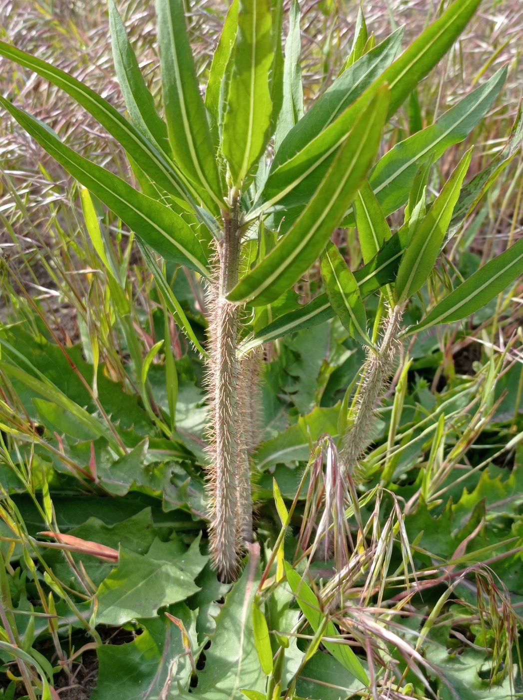 Изображение особи Lactuca serriola.