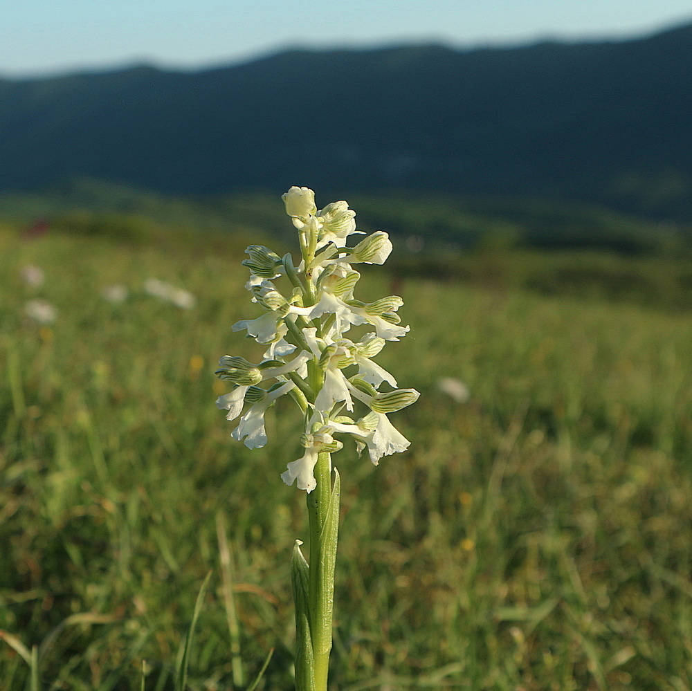 Изображение особи Anacamptis morio ssp. caucasica.