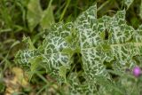Silybum marianum
