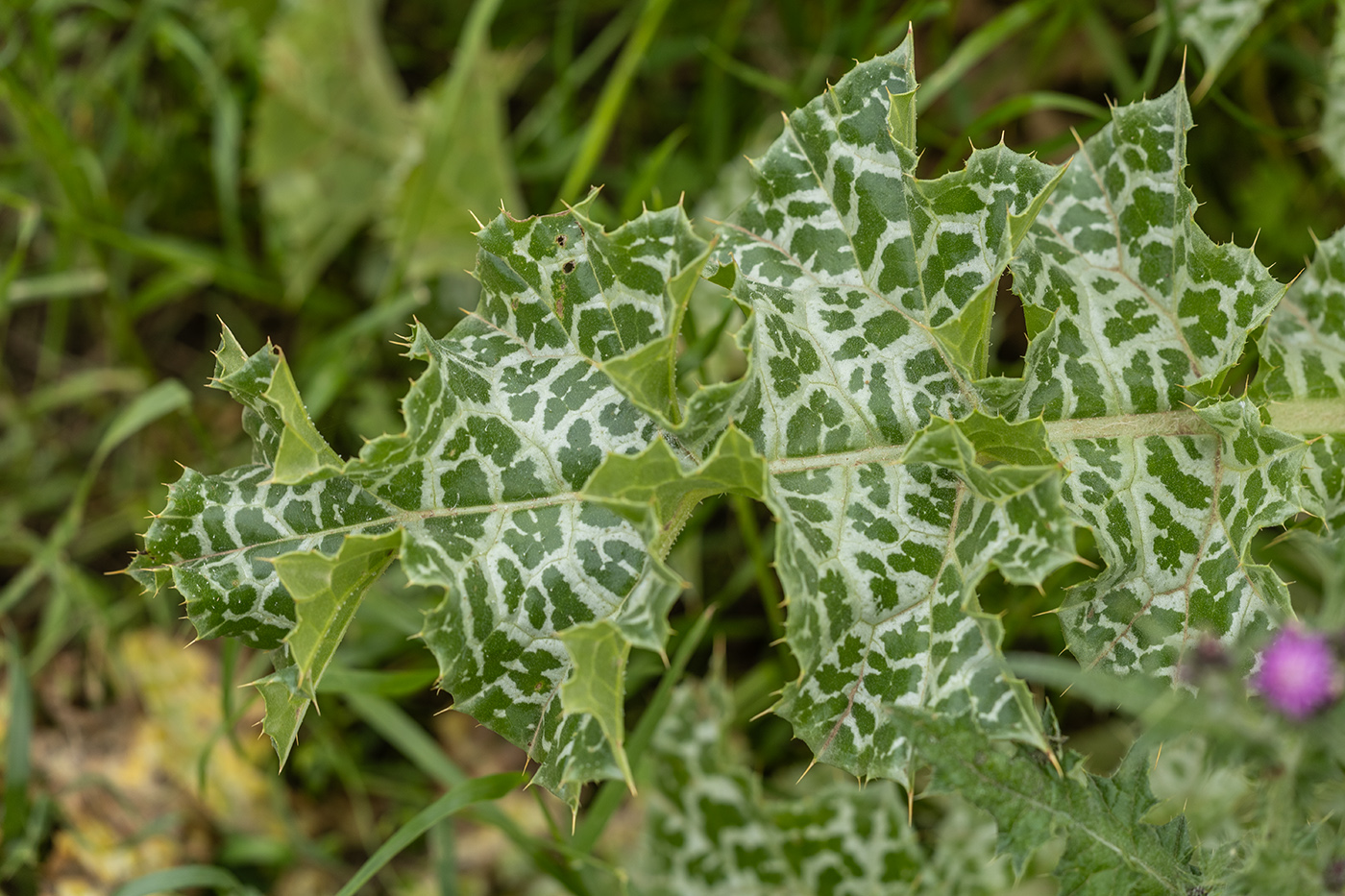 Image of Silybum marianum specimen.
