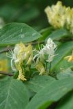 Lonicera xylosteum