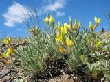 genus Oxytropis. Цветущее растение. Казахстан, Восточно-Казахстанская обл, Зайсанский р-н; Саур-Тарбагатай, сев. макросклон вост. части хр. Манрак, пер. Шиликты, ≈ 800 м н.у.м., щебнистая сопка. 12 мая 2026 г.