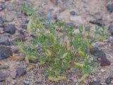 Zygophyllum kopalense. Плодоносящее растение. Казахстан, Алматинская обл., хр. Торайгыр, щебнистая пустыня. 11 июня 2026 г.
