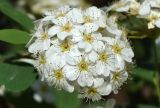 род Crataegus