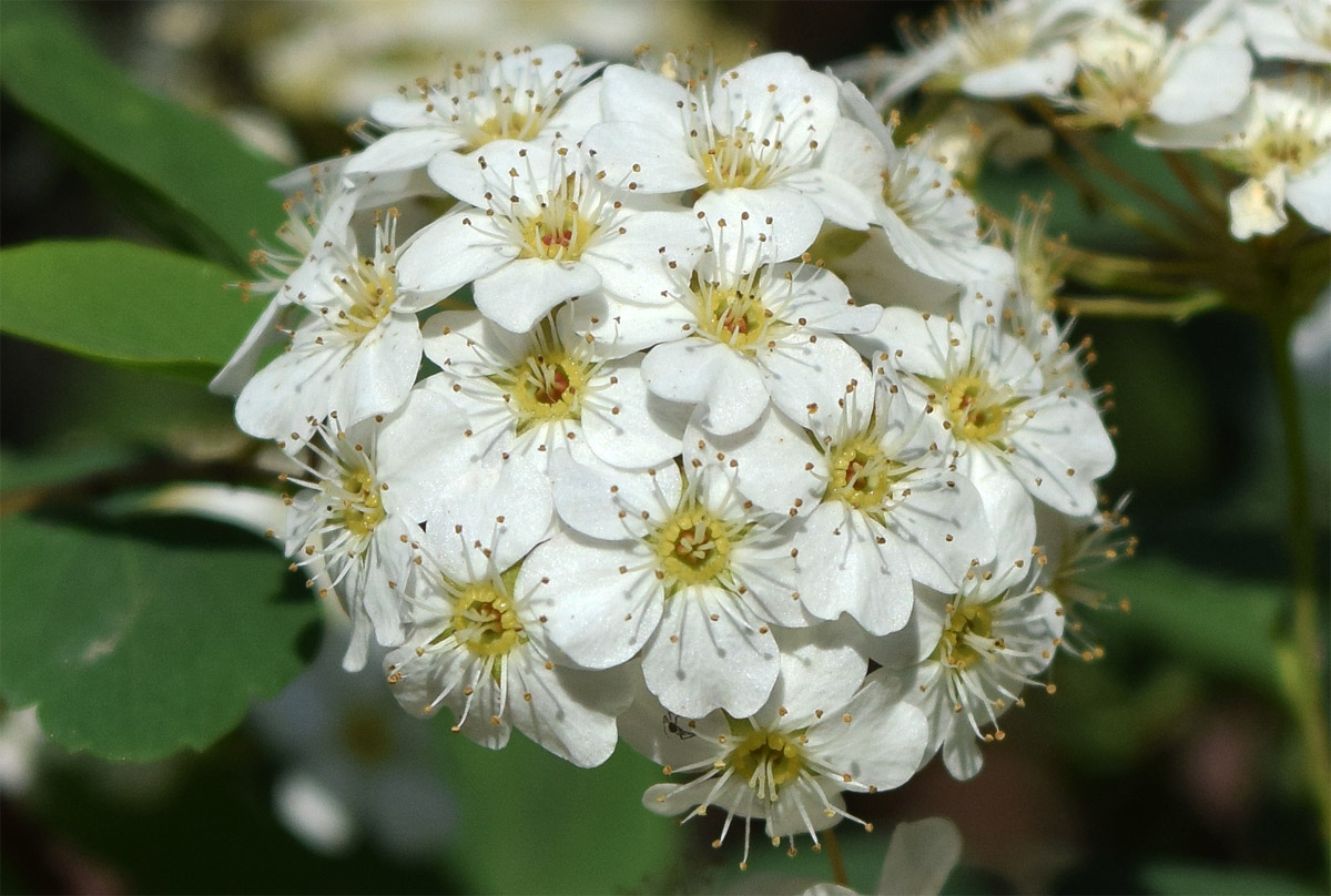 Image of genus Crataegus specimen.
